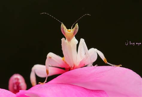 Created by monathemantishunt the hunter, let them praya community for 3 years. pink orchid mantis | Hymenopus coronatus common names is ...