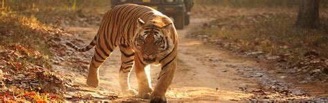 Kanha National Park And Tiger Reserve Tourism Information Madhya Pradesh
