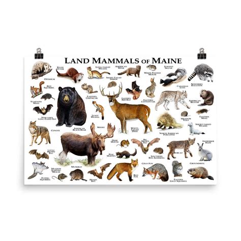 Mammals Of Maine Poster Print Maine Mammals Field Guide Etsy