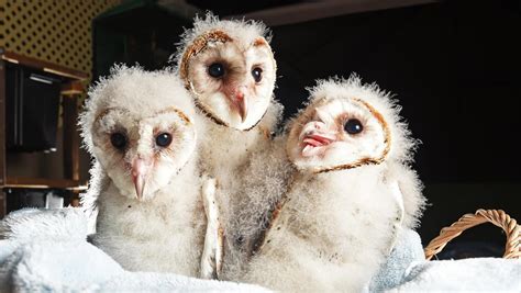 Carer Gives A Hoot For Baby Owls Townsville Bulletin