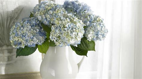 Hd Wallpaper Flowers Hydrangea Vases Wallpaper Flare