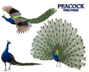 #peacock | Explore peacock on DeviantArt