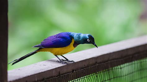 Purple, yellow, and blue bird HD wallpaper | Wallpaper Flare