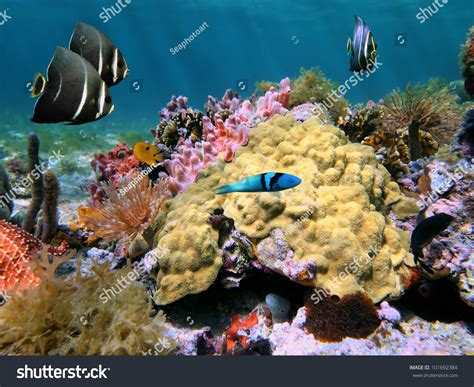 Underwater Colorful Sea Life With Mustard Hill Coral And Tropical Fish
