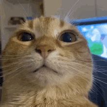 Cat Cat Stare GIF Cat Cat Stare Stare Discover Share GIFs