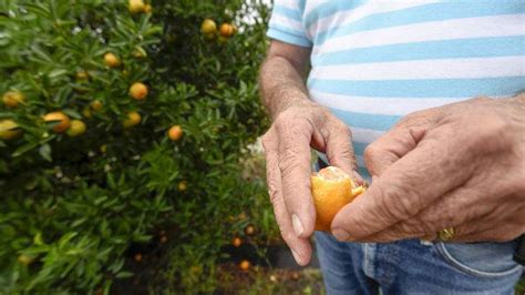 Uf Research Shows Promise In Finding Cure For Citrus Greening