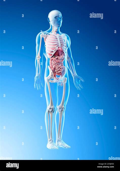 Anatomia Addome Maschile Immagini E Fotografie Stock Ad Alta