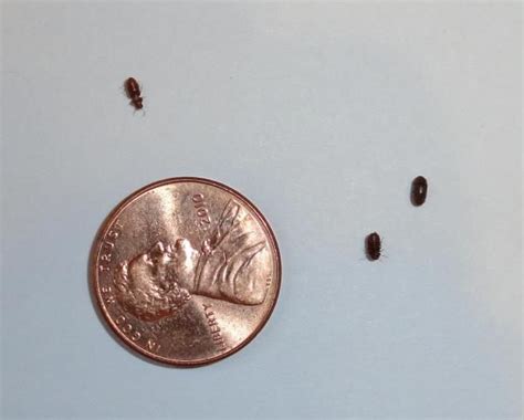 Tiny Black Bugs In The Kitchen Bugs In The Kitchen Pantry Bugs