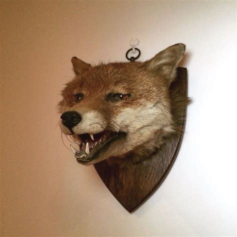 Taxidermy Fox Head Taxidermy Fox Fox Fox Head