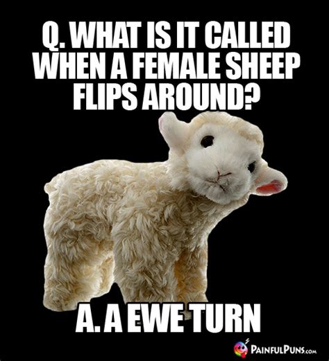 Sheep Jokes Ewe Puns Lamb Humor