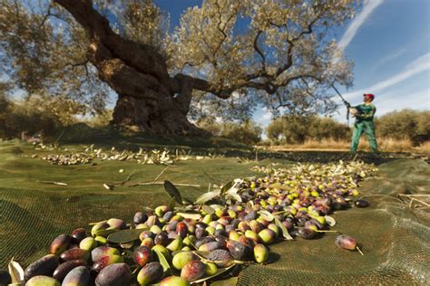 Descubrimos La Enorme Belleza De Los Olivos Milenarios Del Territorio Senia