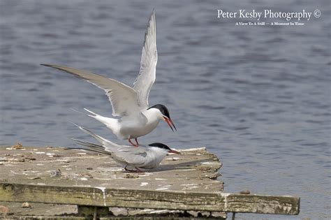 Common Terns 1 Peter Kesby Photography