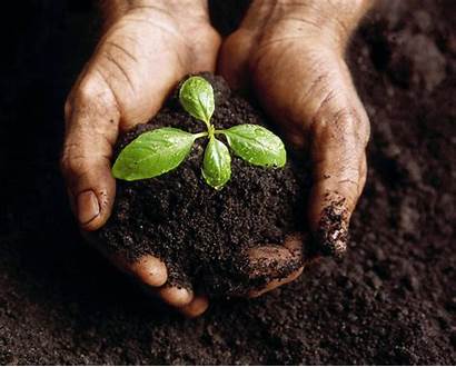 Growing Plant Takes Plants God Soil Grow