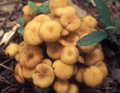 Ringless Honey Mushroom Missouri Department Of Conservation