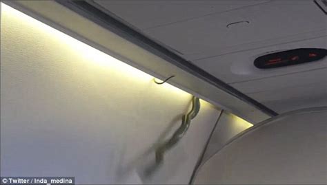 Aeromexico Passengers Horrified After A Snake Slithers Out Of Planes
