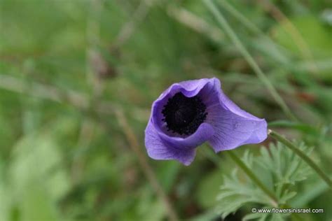 Coronaria can be seen growing in certain natural areas. Anemone coronaria
