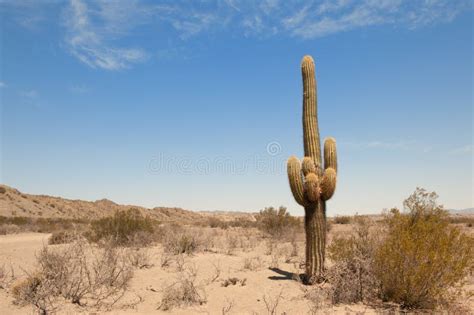 Cactus In A Desert Landscape Stock Photo Image Of Altiplano Clear