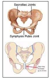 Pubic Symphysis Pregnancy
