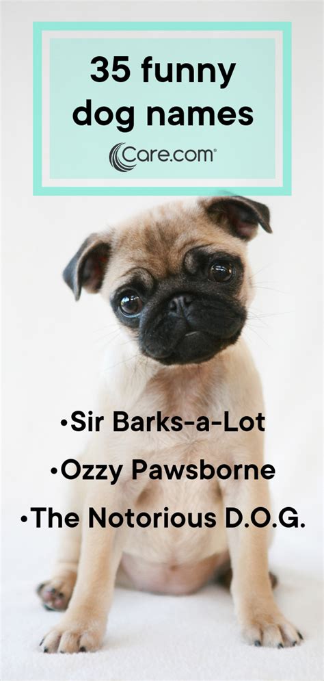 101 Funny Names For Dogs Funny Dog Names Funny Names For Dogs Cute Names For Dogs