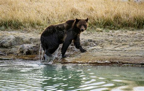 Massive Alaskan Grizzly Bear Gets Within Feet Of Bystanders In Video