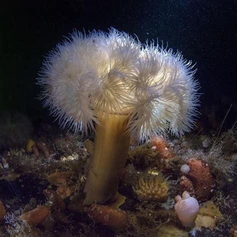 See The Amazing Ethereal Creatures Living Under Arctic Ice Sea