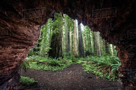 Trees Seen Through Cave At Jedediah Smith Redwoods State Park Stock