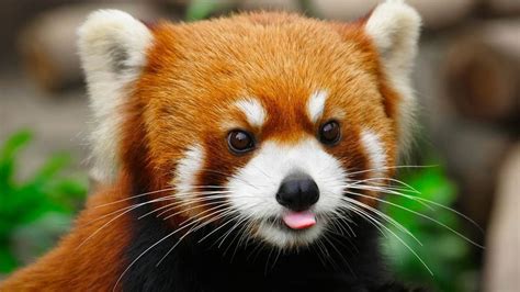 Cute And Fun Red Panda Types Of Pandas Animal Pictures Cute Pictures