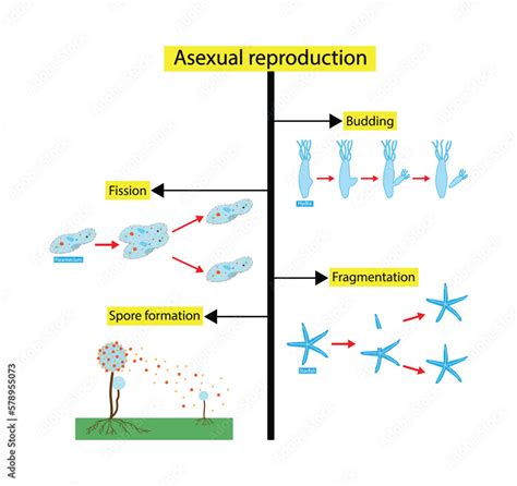 Illustration Of Biology Scientific Designing Of Differences Between Sexual And Asexual