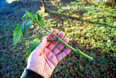 How To Take Tomato Cuttings Oak Hill Homestead