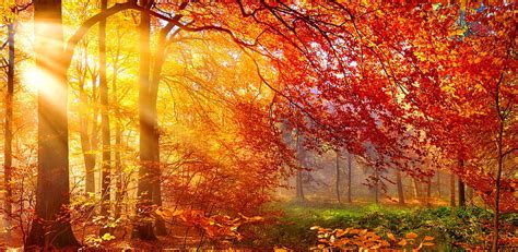 Autumn Sun Rays Forest Fall Autumn Glow Sun Golden Sunlight