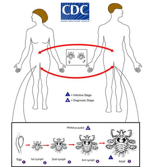 Cdc Lice Pubic Crab Lice Biology