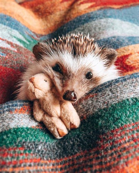 Meet Mrpokee The Happiest Hedgehog In The World 25 Pics Super Cute Animals Baby Animals