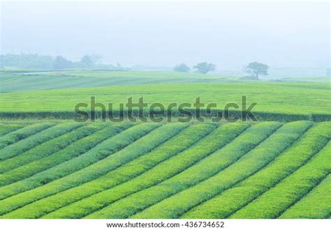 Green Tea Farm Jeju Stock Photo Edit Now 436734652