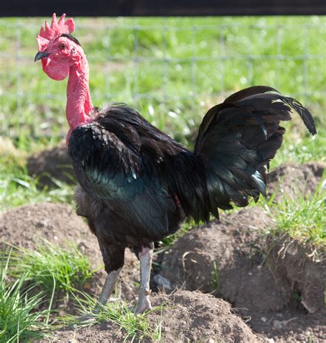Naked Neck Chicken Breed History Characteristics Temperament Comb
