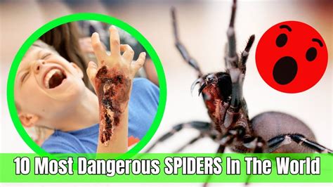 10 Most Dangerous Spiders In The Earth Youtube