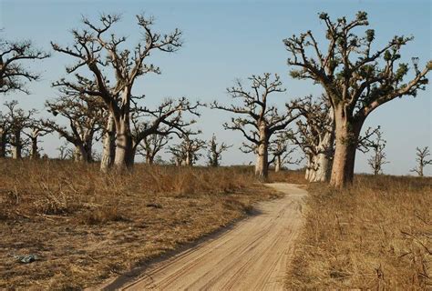 Senegal Foret De Baobabs