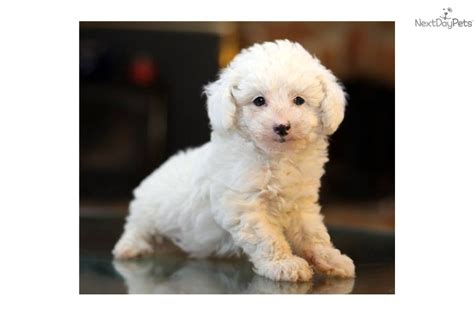Meet Magic A Cute Poodle Miniature Puppy For Sale For