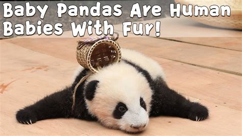 Baby Pandas Are Human Babies With Fur！ Ipanda Youtube