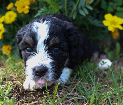 These loving standard bernedoodle puppies are a cross between a bernese mountain dog and a standard poodle. #bernedoodle #bernedoodlepuppy #puppy | Puppies ...