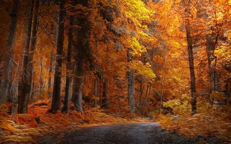 1920x1200 Landscape Nature Fall Forest Road Yellow Trees Daylight