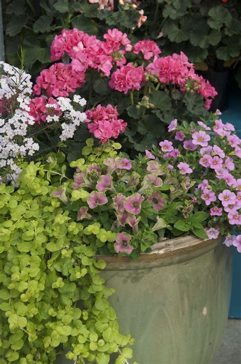 Tips For Growing Geraniums A Container Garden Container Gardening