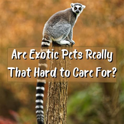 Exotic Pets Are They Hard To Care For Pethelpful