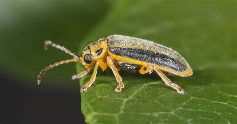 Elm Leaf Beetle Alchetron The Free Social Encyclopedia