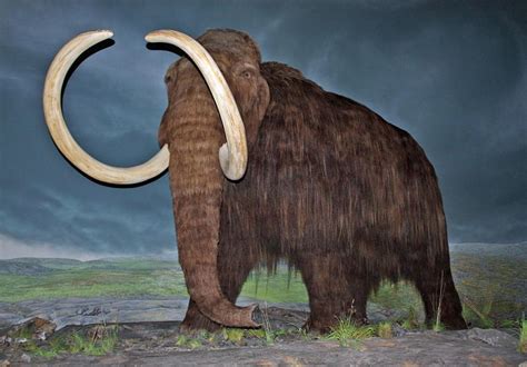 Russia To Bring Woolly Mammoths Back From The Dead