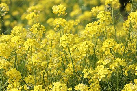 Rapeseed Field Blooming Canola Flowers Stock Image Image Of
