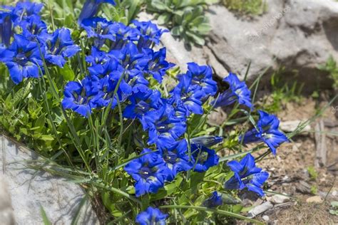 Gentiana Clusii Flower Or Blue Gentian In The German Alps — Stock Photo