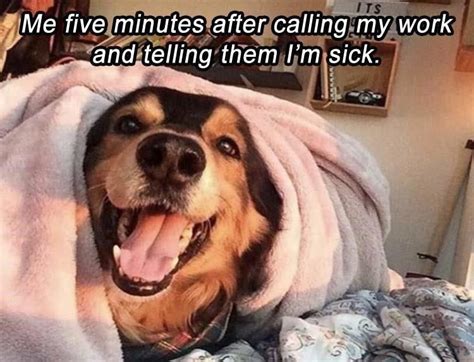 Cheezburger Image 9203215872 Funny Dog Memes Super Funny Pictures