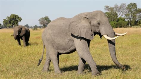 Botswana Lifts Ban On Elephant Hunting Wildlife News Al Jazeera