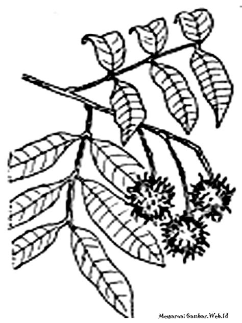 Mewarnai Gambar Buah Rambutan | Mewarnai Gambar