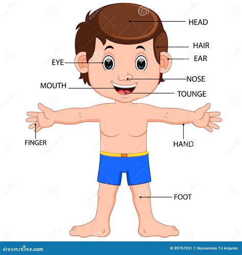 Diagram Of Human Body Parts For Kids